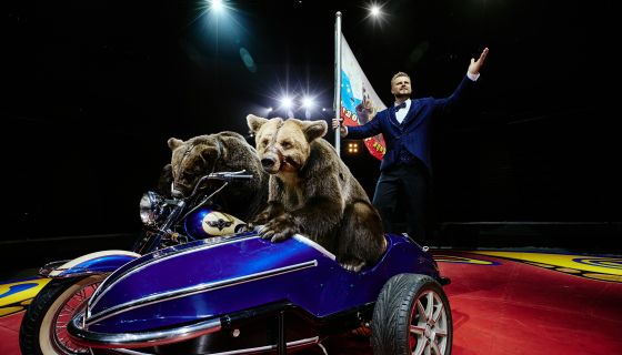 Цирк Филатовых. Шоу «Нашествие медведей»