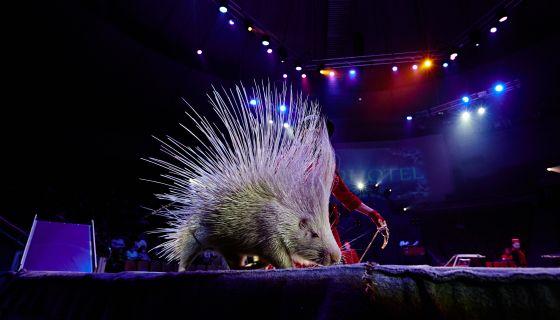 Цирк Филатовых. Шоу «Нашествие медведей»