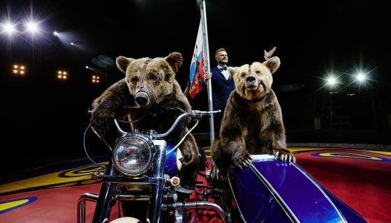 Цирк Филатовых. Шоу «Нашествие медведей»