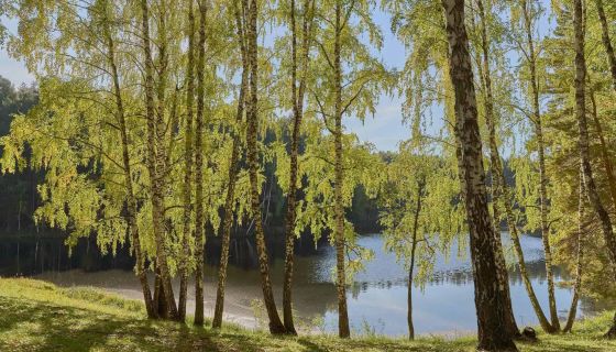 Фестиваль «Солнце Сибири»