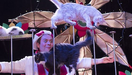 Дмитрий Куклачёв. Котобум